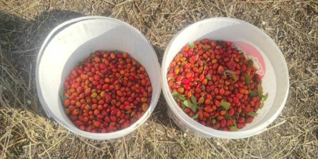 Toplaması emek istiyor, faydaları saymakla bitmiyor! Yozgat’ta zorlu mesai başladı: Mevsiminde hepsi sepetlere doluyor 4